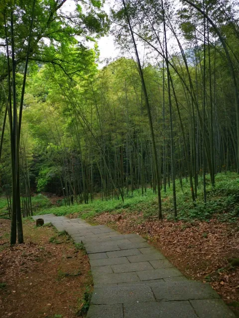 五云山66
