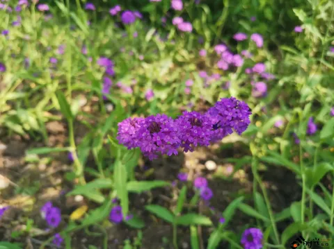 西溪湿地盛开的鲜花