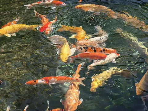 寒山寺锦鲤13