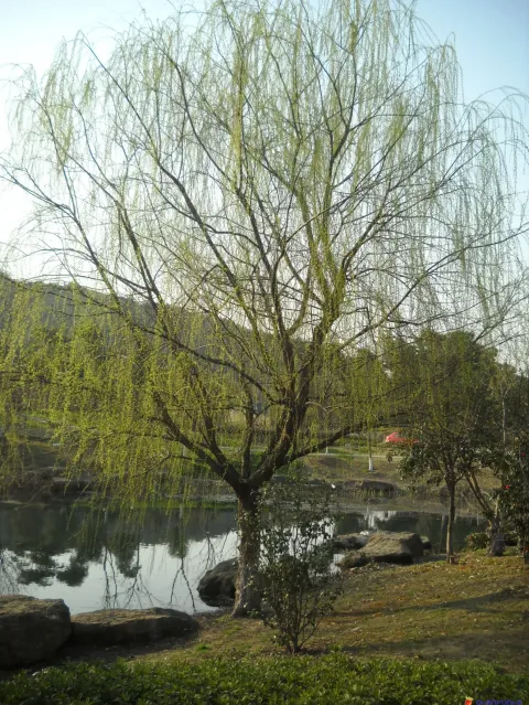 美丽洲公园