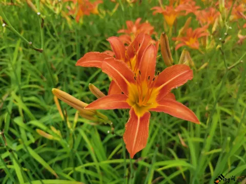 萱草