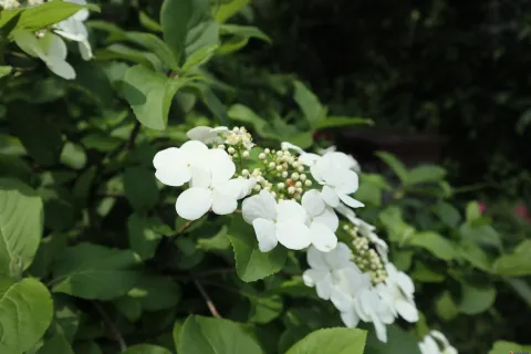 绽放的艳丽花朵