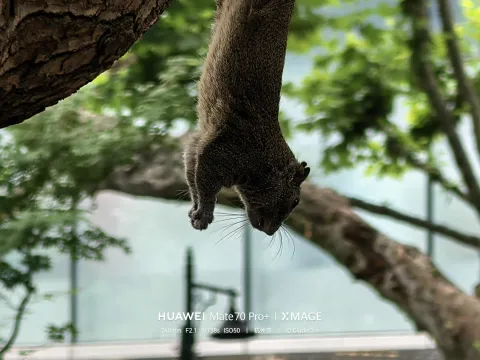 西湖边的网红小松鼠6