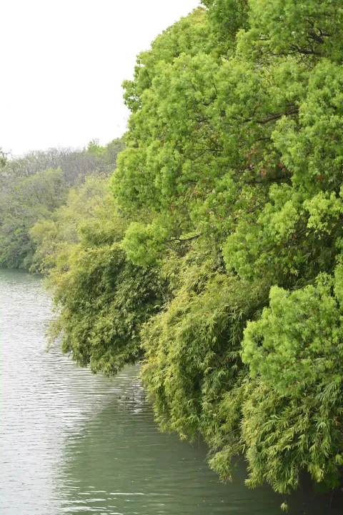 杭州西溪湿地7