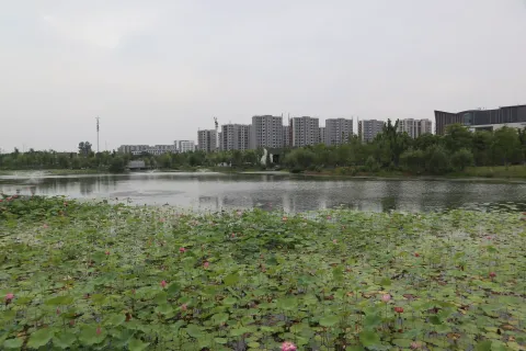 桃花湖公园里的荷花3