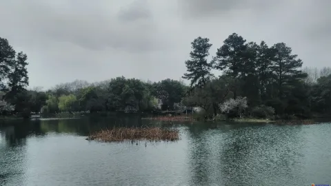 曲院风荷