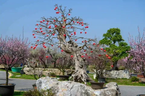 龙之梦东方盆景园21