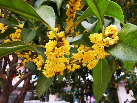 桂花飘香