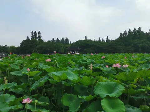 岳湖8