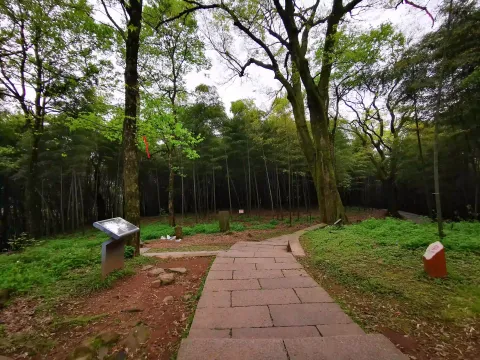 五云山37