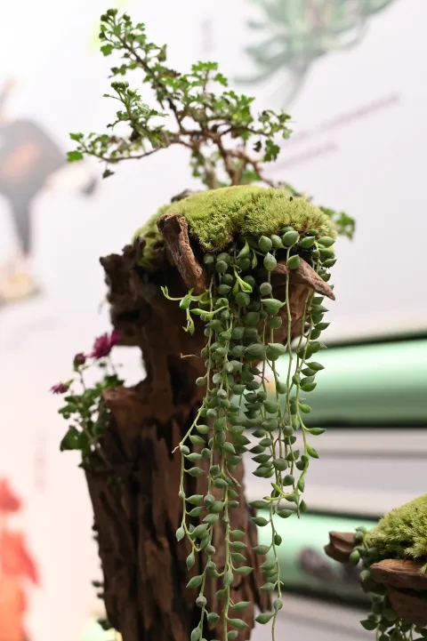 杭州植物园菊花展2