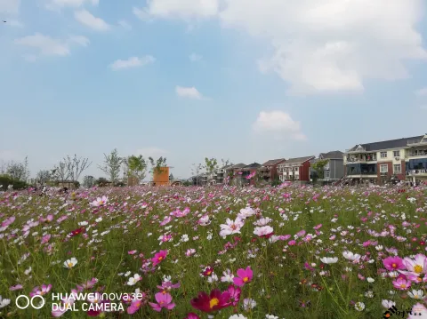 杭州三墩兰里生态园，行走在花海中