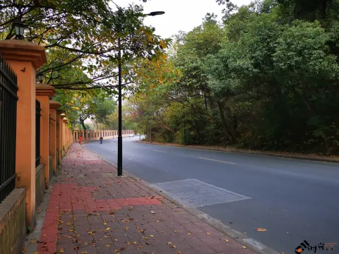 围墙边的落叶