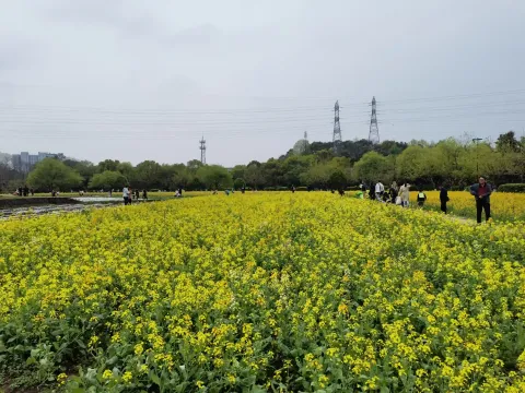 八卦田遗址公园7