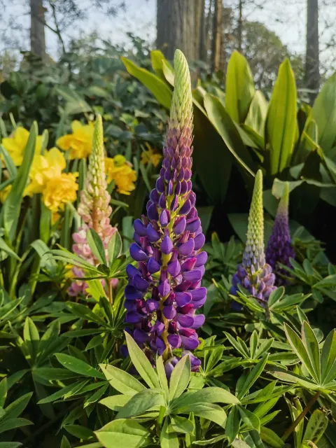 太子湾赏花7