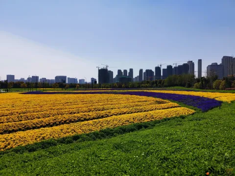 博览中心一侧的花海