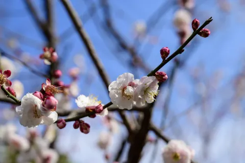 超山梅花8