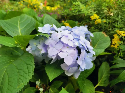 西溪湿地盛开的鲜花