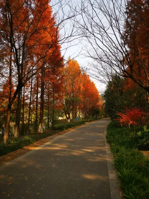 萧山北塘公园秋季的风景