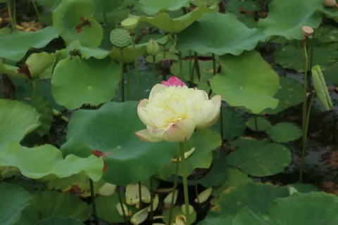 桃花湖公园里的荷花7