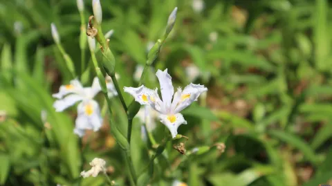 绽放的艳丽花朵