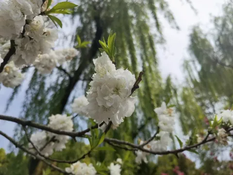 千瓣白桃4