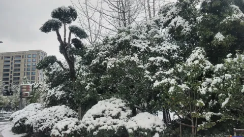 2018年的第一场雪