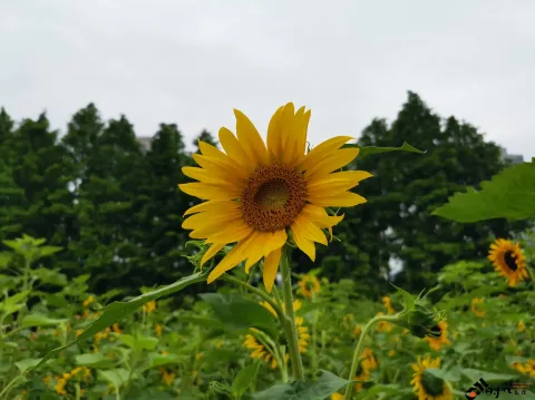 向日葵