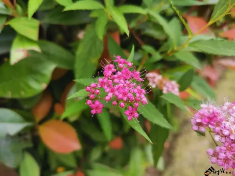 粉花绣线菊