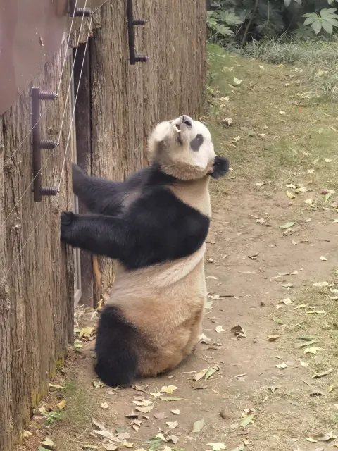憨态可爱的大熊猫2