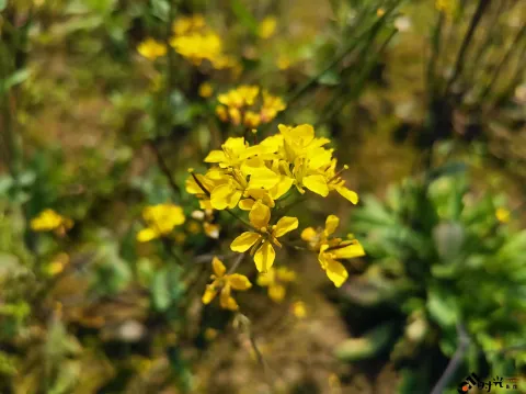 充满熟悉味道的油菜花