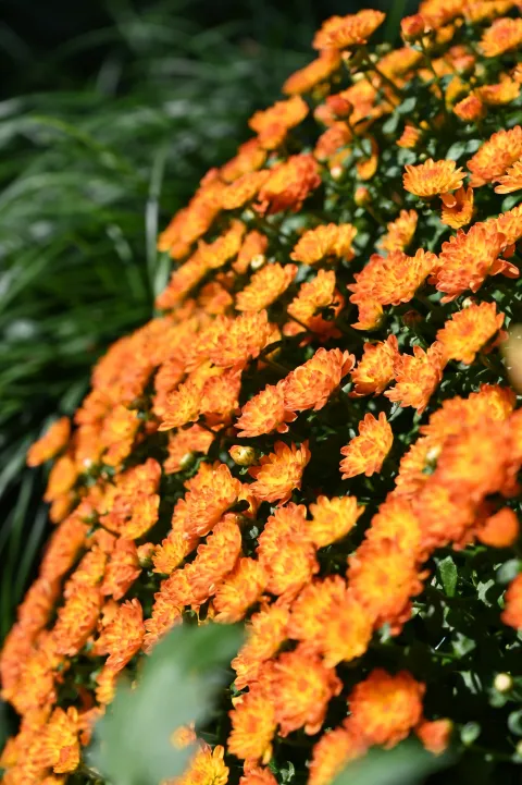 杭州植物园菊花展16