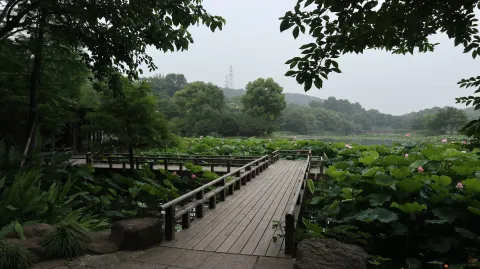 夏雨中清新绽放的荷花