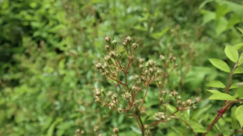 花草