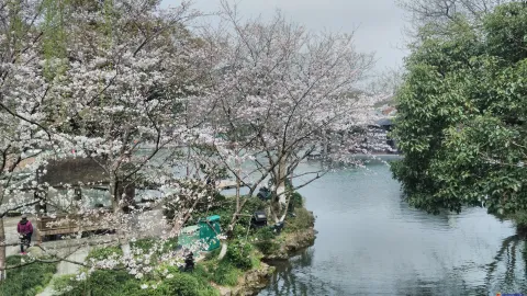 盛开的樱花