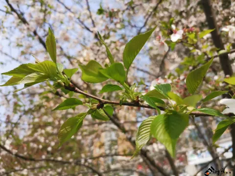 自然的绿色