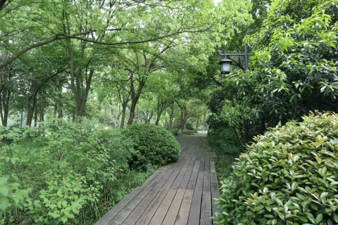 绿树丛中的走道