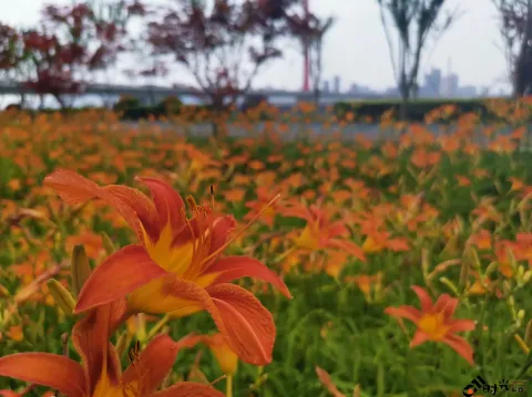 萱草