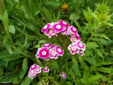高架一侧绿化隔离带内各种盛开的鲜花