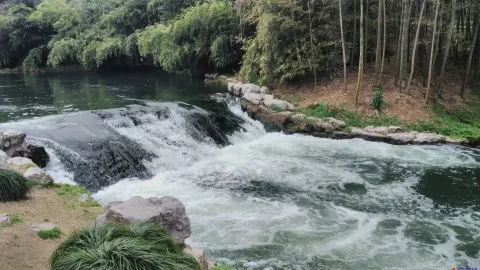 桃源岭，竹类植物区