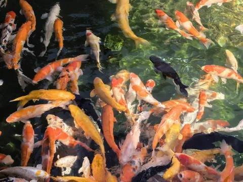 寒山寺锦鲤12