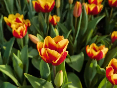 太子湾赏花8