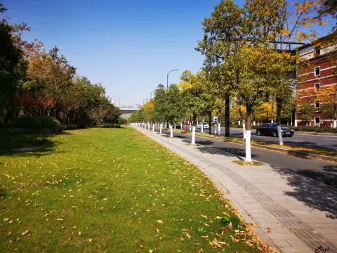 道路两侧的秋叶