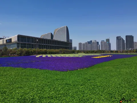 博览中心一侧的花海