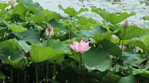 夏雨中清新绽放的荷花