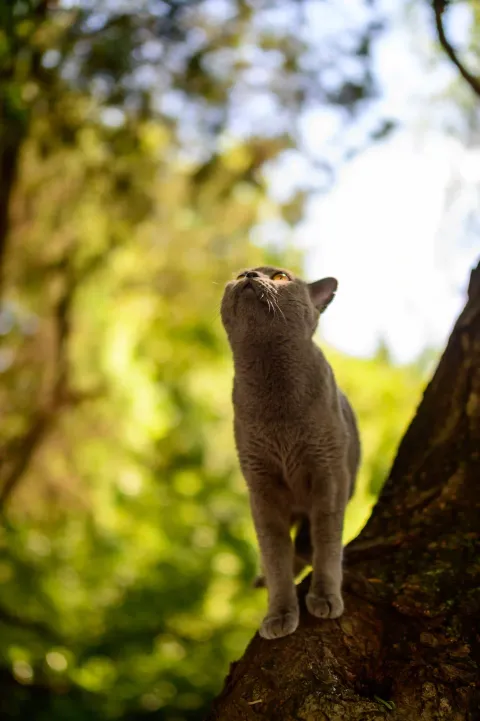 西园寺里的猫咪11