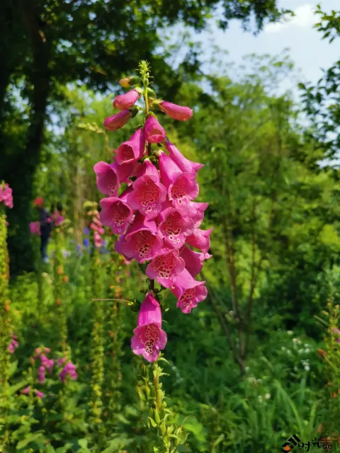 西溪湿地盛开的鲜花