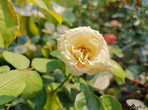 西溪湿地盛开的鲜花