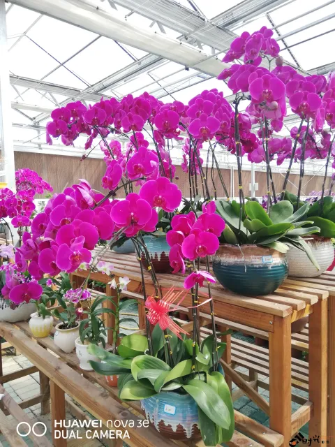 鲜花玻璃房内的花卉