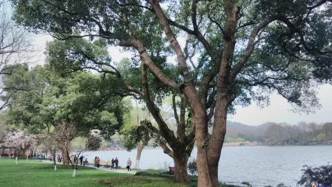 苏堤景色